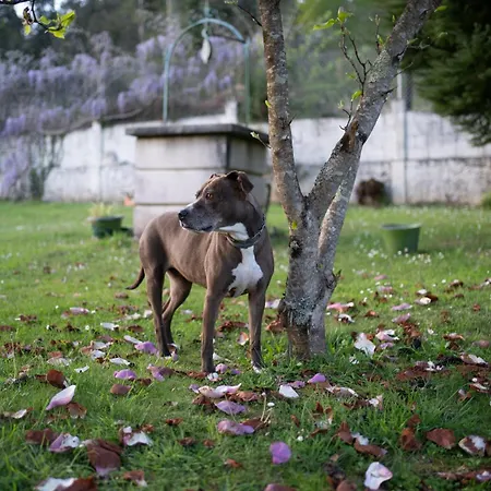 Casa Milladoiro * Mino